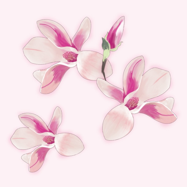 Magnolia